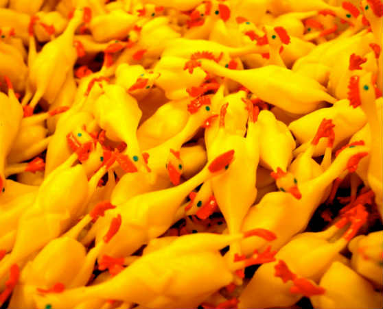 Rubber Chickens