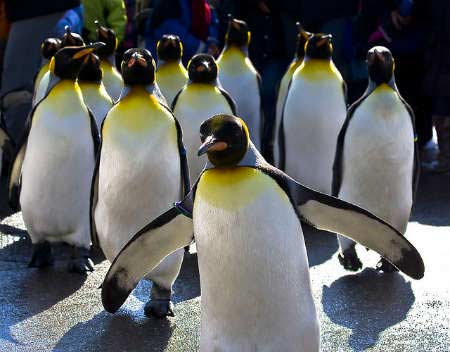 Penguins