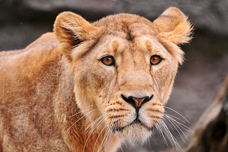 Photo of a Lion