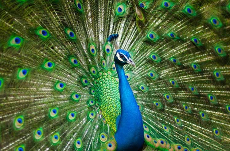 Peacock photo