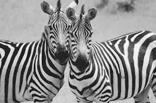 Zebras