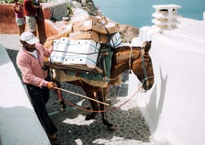 Donkey carrying packages