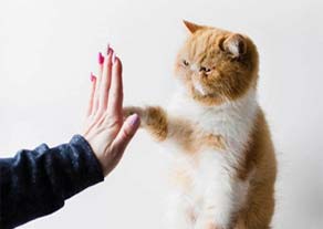 Cat giving high 5