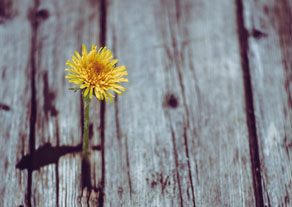 Flower popping up